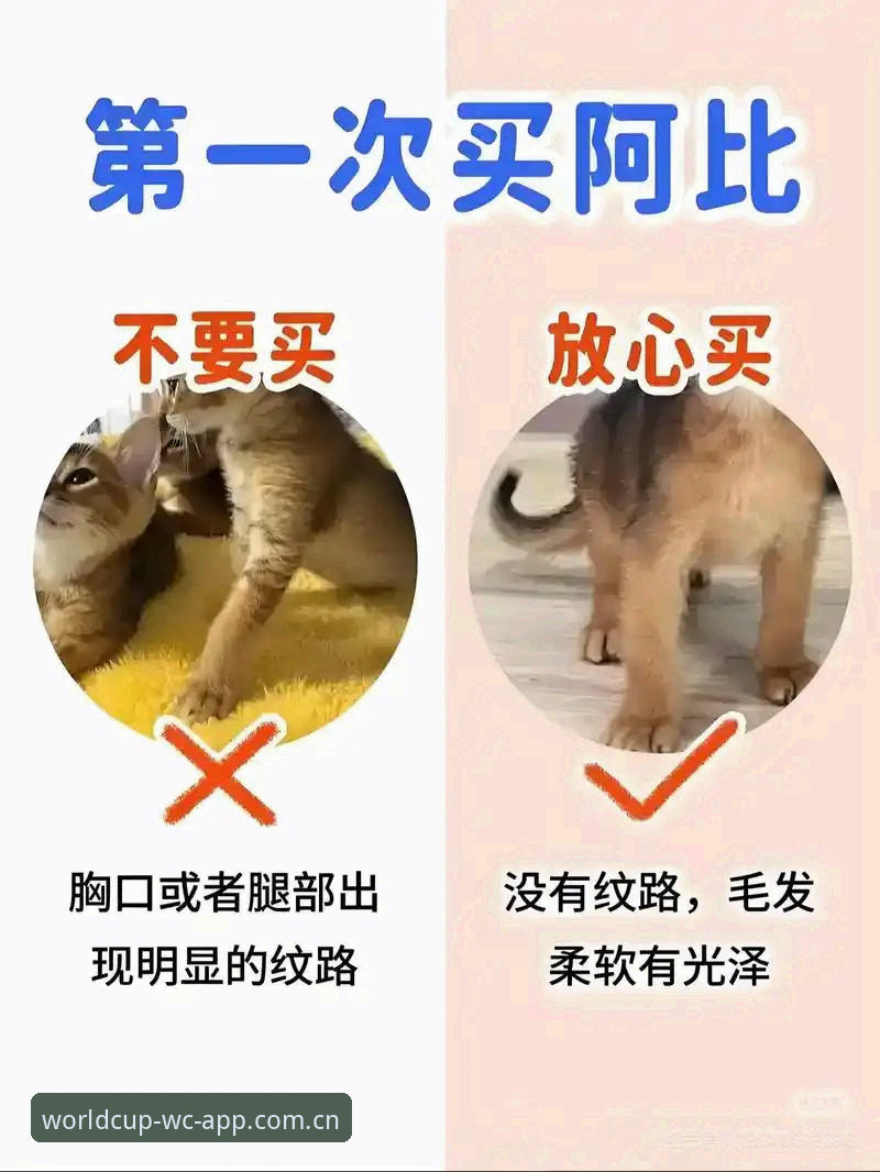 新手必看：世界杯买球App安全下载评测全攻略——资深用户分享真实使用心得与避坑指南